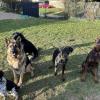 Alta Dog 
Clément Simon
Educateur Et Comportementaliste Canin – Troyes Et Ses Alentours
