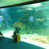 Aquarium Public De Guadeloupe Le Gosier
