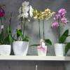 Grand Choix D Orchidee Arrivage Permanent