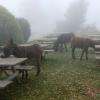 Leur ' Vilon D'ingres ' : L'élevage Des ânes.ils Viennent Jusque Sur La Terrasse , Pour Le Plaisir Des Enfants 