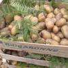 Patates Du Jardin Bio Recolte 2017
