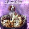 Chiot Cavalier King Charles