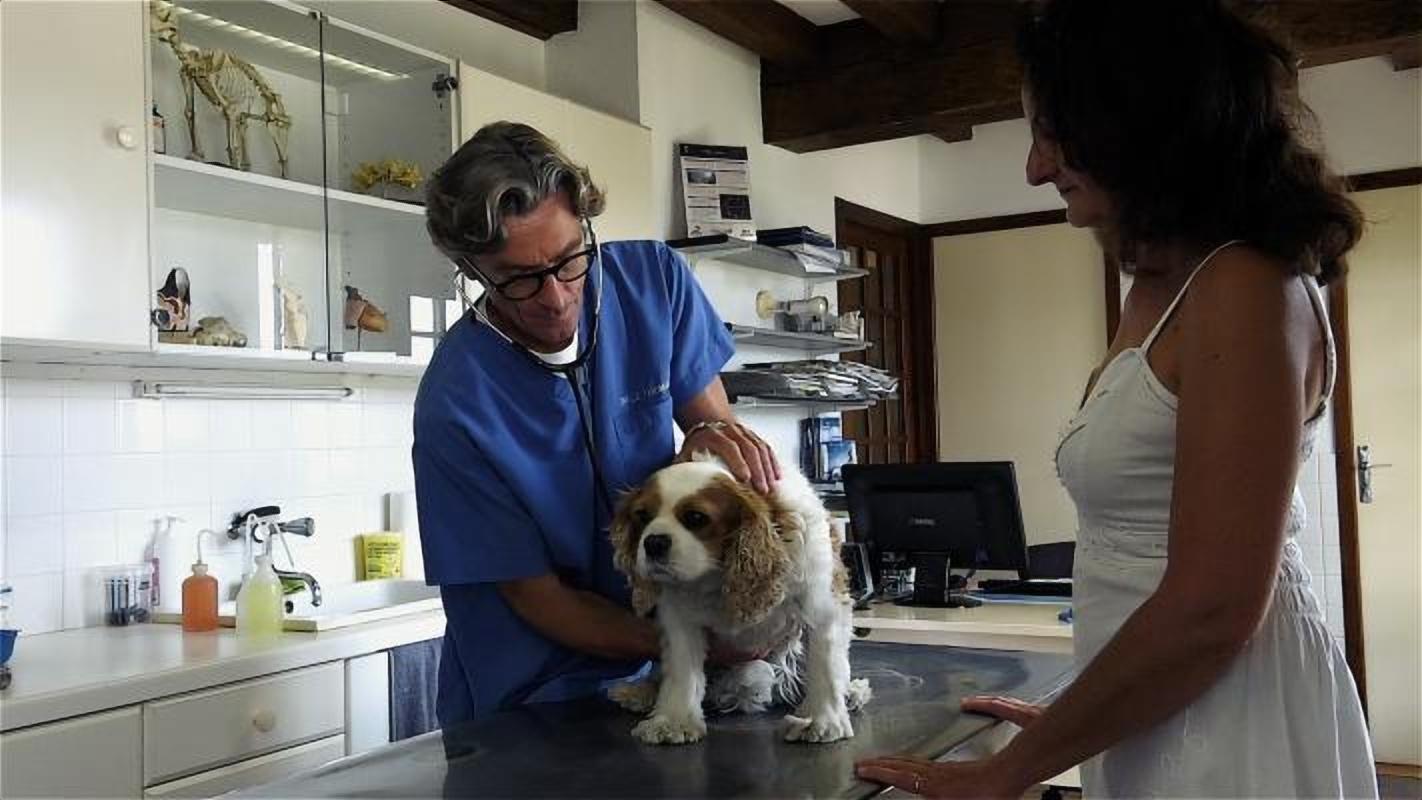 Clinique Vétérinaire De Saint Aquilin De Pacy - Sevetys Pacy Sur Eure