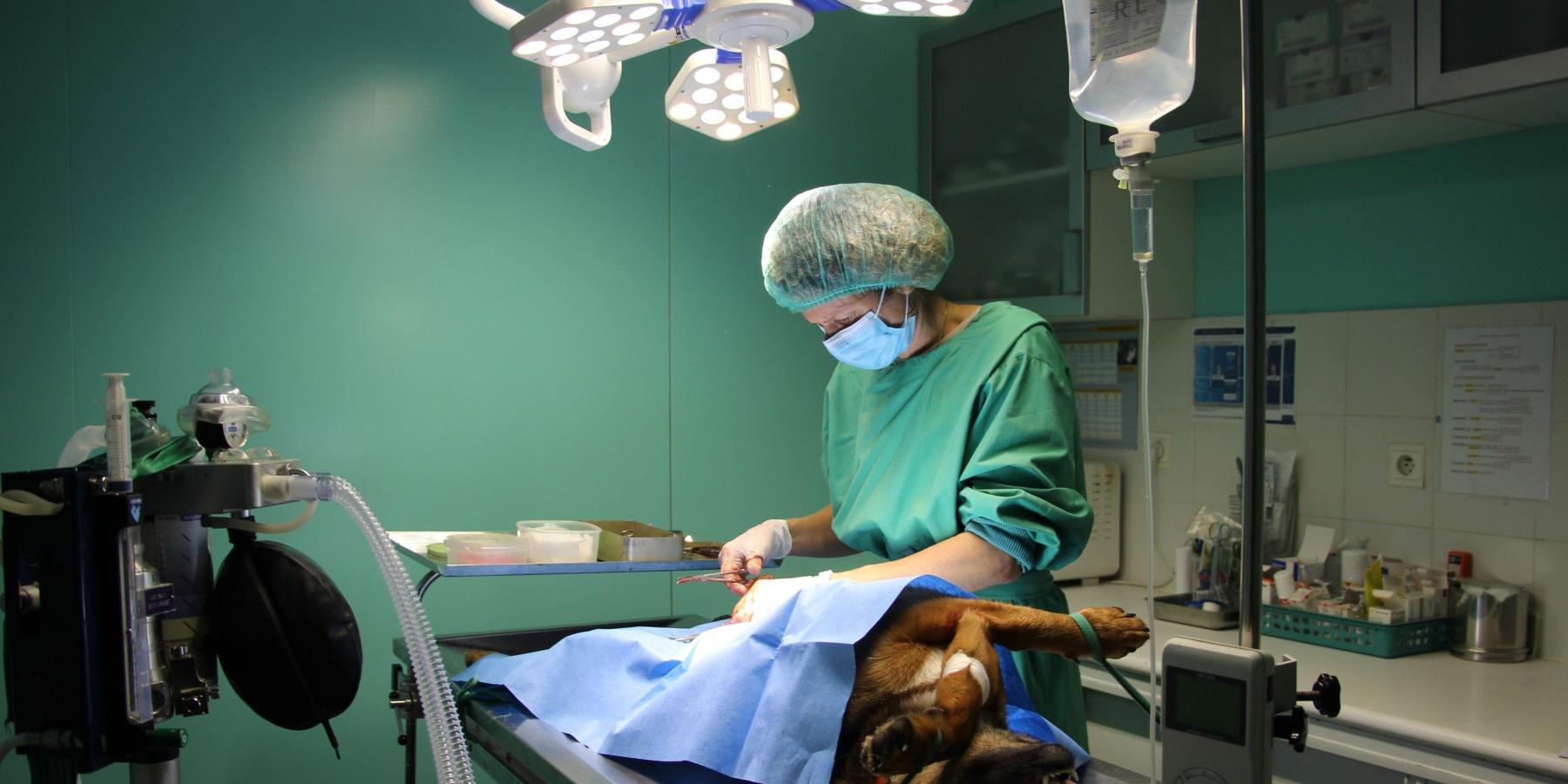 Clinique Vétérinaire Grand Angles - Sevetys Les Angles
