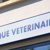 Clinique Vétérinaire Maréchal Et Louis Saint Nazaire