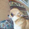 Molly Femelle Chihuahua Fauve Poils Court