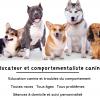 Educ’n Fun - Educateur Et Comportementaliste Canine - La Roche-sur-yon - Challans
