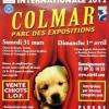 Exposition Canine Internationale  Colmar