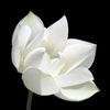 Fleur De Lotus Dagneux