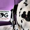 Harmony Dog Comportementaliste Canin Sucy En Brie