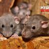 Dératisation: Rats, Souris