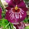 Orchidée Miltonia 