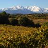 Vignobles-occitanie-séjours Vins Et Tourisme-les Pépites Du Sud à Narbonne- Agence Oenotourisme