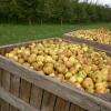 Récolte De Pommes