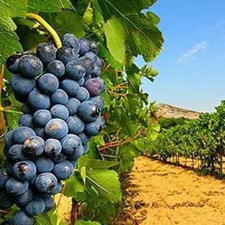 Les Vignerons De La Provence-verte Brignoles