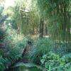 Des Bambous