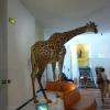 La Girafe Qui Nous Accueille à L'entrée Du Muséum
