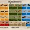 Tableaux Des Différents Insectes 