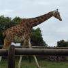 Majestueuse Girafe Du Zoo De La Barben