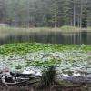 Le Lac Est Localement  Bien Connu Pour Sa Flore ( Nénuphars Et Plantes Carnivores )