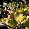 Nous Produisons Des Plantes Adaptées Au Sols Méditerranéens, Nos Conseils Vous Aiderons Pour Embellir Votre Jardin Ou Vos Balcons ! 