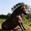 Terre De Cheval - Artiste Equestre Et Podologue Equin Nivillac