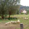 Moutons Dans La Plaine De Tullins