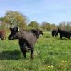 Vache Et Compagnie Saint Hilaire La Forêt