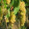 Viticulteur And Producteur De Vin Dans Le Bugey - Caveau Dufour Massignieu De Rives