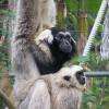 Gibbon Avec Bébé