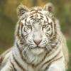 Radjah, Toute La Puissance Et La Beauté Du Tigre Blanc