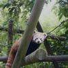Les Pandas Roux : Trop Mignons