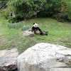 Le Beau Panda Qui Prenait La Pose Pour Ses Nombreux Admirateurs :-)